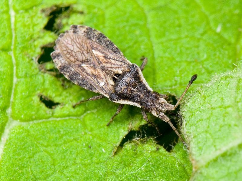Spathocera dalmanii (Schilling, 1829)